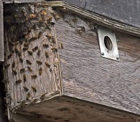 Wasp Nest Removal Bromley 371492 Image 4